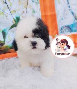 Maltipoo