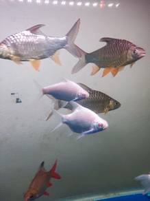ikan krai kunyit dan lampan platinum 