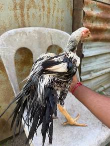 ayam aseel jtn parrotbeak
