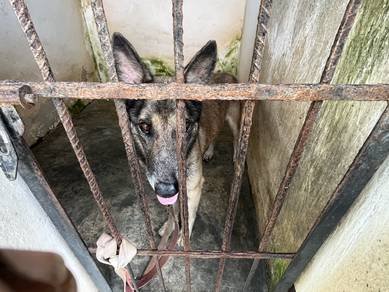 Belgium shepherd