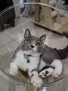 BSH Bicolor Male 4month