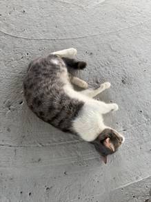 rehome