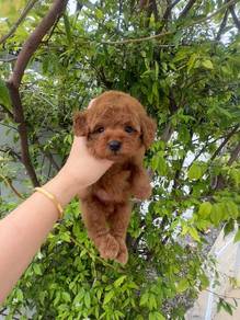 Male toy poodle puppy