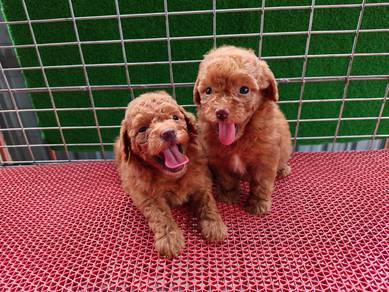 Toy Poodle Teddy 1604A