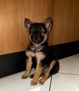 German shepherd mix 