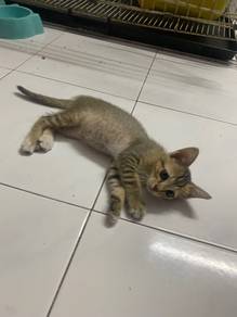 Cat to rehome