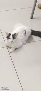 Cat for adoption