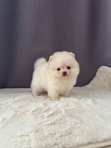 TPP55 Tiny Pomeranian little fluffy haired puppy