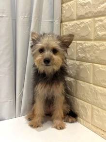 J0409 Silkese Petite Silky Coat Puppy