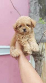 maltipoo4
