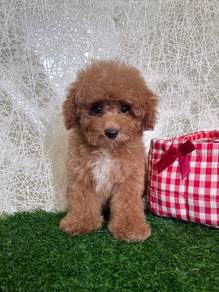poodle