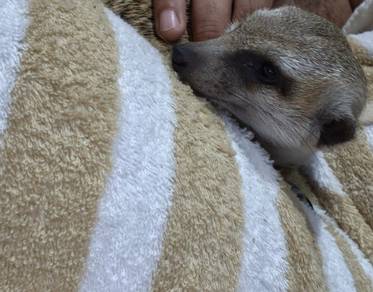 seekor meerkat jantan 