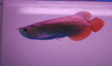 Arowana chili red 7 inch 3a quality-wholesale