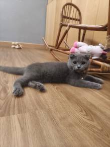 Bsh scootich male