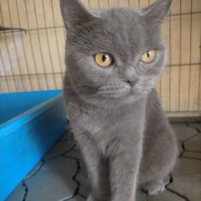 British shorthair