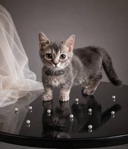 R8 Munchkin Short Legs