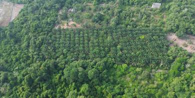 Agricultural Land in Kuantan, PHG