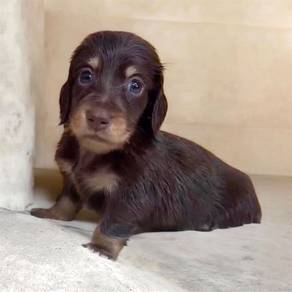 Dachshund miniature long haired sable brown