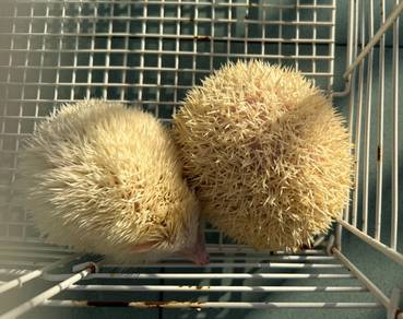 Hedgehog @ Landak Mini