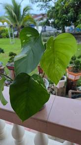Monstera Albo for sale