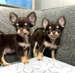 CHIHUAHUA PUPPIES 367 🌷Head Apple Cute Dog