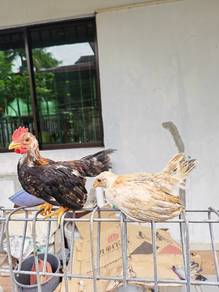 Ayam Serama / Katek 