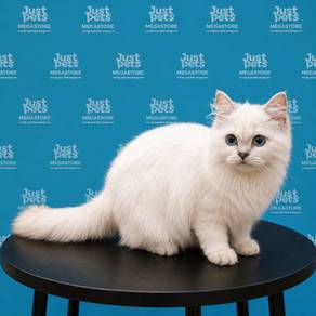 British Long Hair Cat