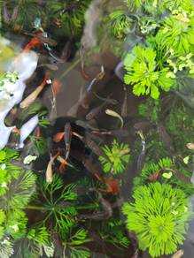 Ikan Guppy (old fashion/mosaic )
