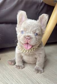 FRENCH BULLDOG PUPPIES FP217🌻 Cute & Big Rope