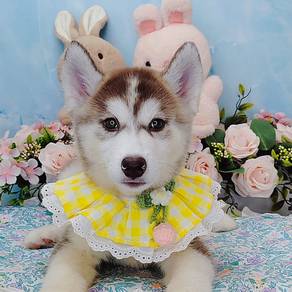 Wooly Husky