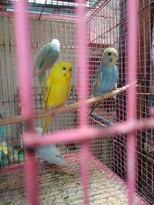 baji fallow