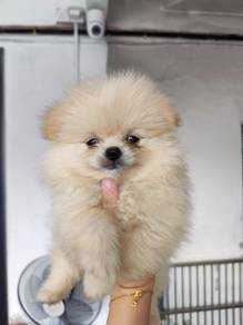 Pomeranian puppy