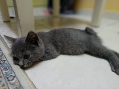 Kitten BSH mix