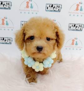 Poodle Toy