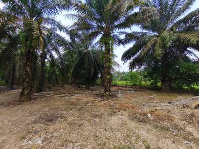 Agricultural Land in Pekan Nanas, JHR