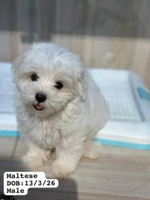 Maltese