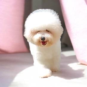 Bichon frise male puppy
