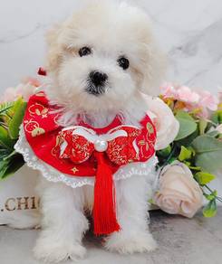Bichon Frise