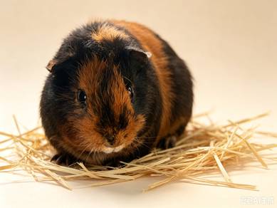Guinea Pig