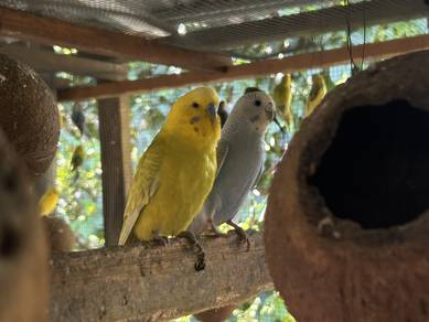 Lovebirds