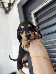 Black and cream miniature dachshund