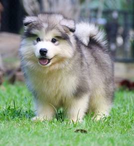 Wooly Husky