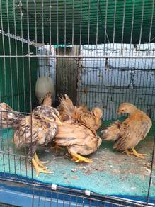 Anak ayam serama rinting