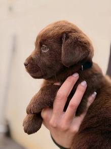 Labrador retriever g