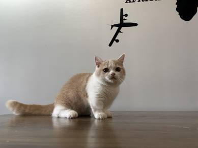 Munchkin Supershort (Female) 2