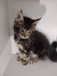 Purebreed Mainecoon