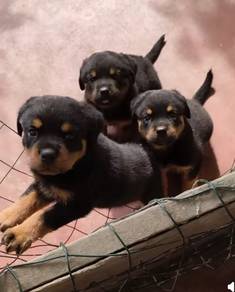 pure rottweiler 