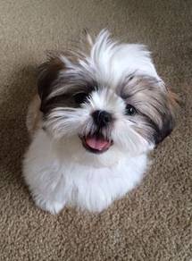 Plush Shih Tzu cute playful happy little puppy Pup
