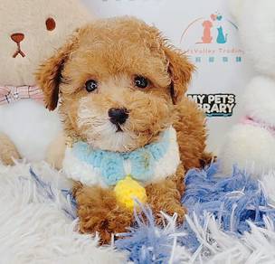 Poodle toy