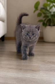 British ShortHair Male Kitten PROMO